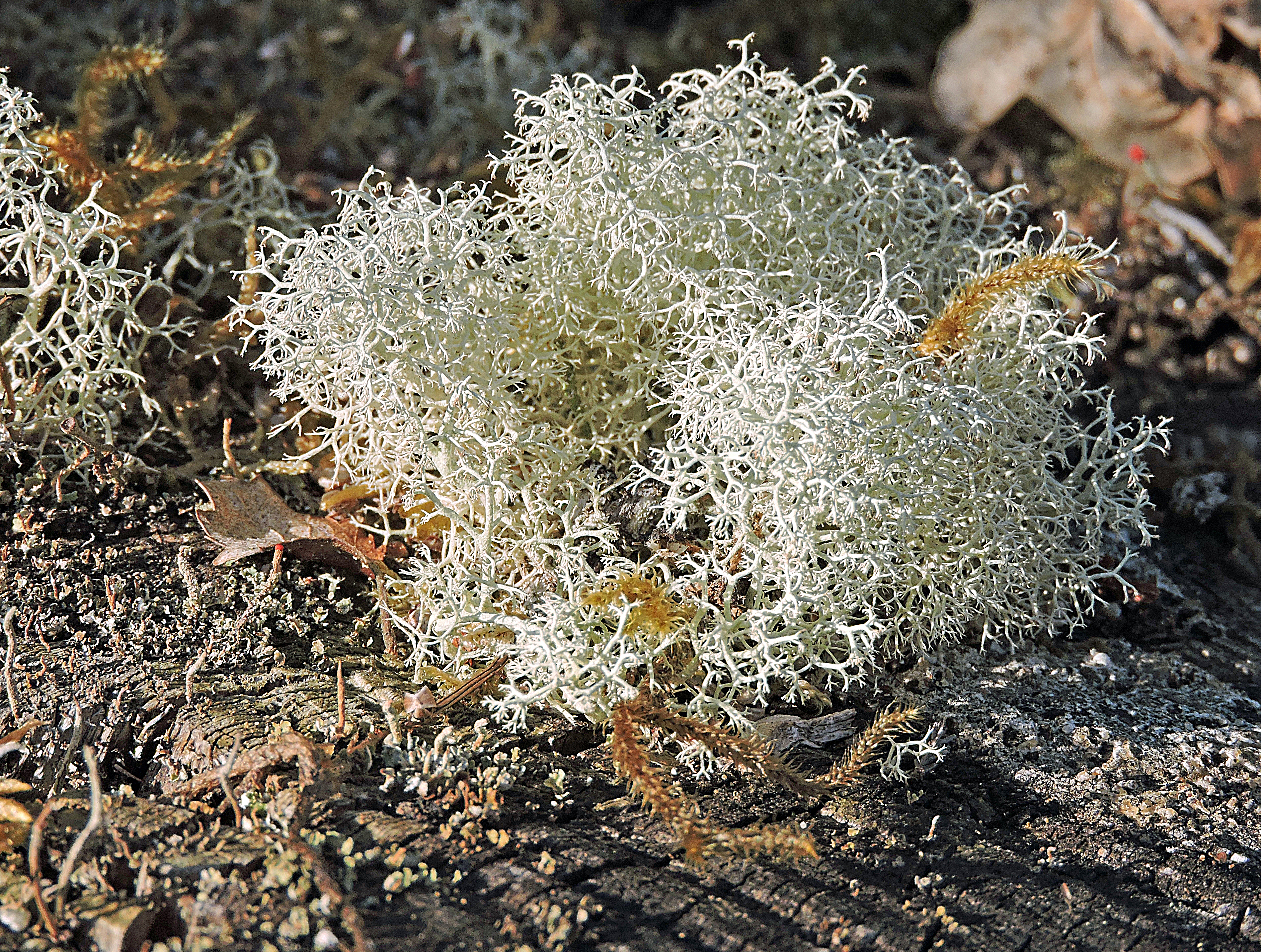 OLD MANS BEARD -- ULNEA SUBFLORIDANA Bill Bagley Photography